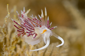 Cratena cf. peregrina Nudibranch. Lake Worth Lagoon, Florida. © Susan Mears, All Rights Reserved.