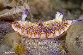 "Chromodoris neona" Nudibranch. Lake Worth Lagoon, Florida. © Susan Mears, All Rights Reserved.