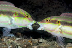 Slippery Dick Wrasses in territorial display. Lake Worth Lagoon, Florida. © Susan Mears, All Rights Reserved.