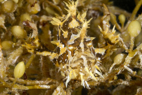 Sargassum Frogfish