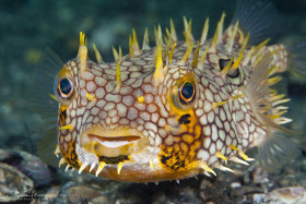 Web Burfish