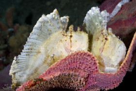 Leaf Scorpionfish Pair, Ambon, Indonesia. © Susan Mears, All Rights Reserved.