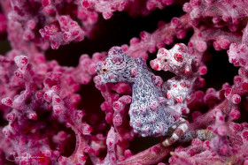 Pygmy Seahorse pair (Hippocampus bargibanti). Anilao, Philippines.