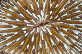 Patterns of a Mushroom Coral. Coron, Philippines.