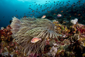 Anemonefish reef sceen. Anilao, Philippines.