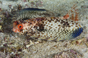 Helmut Gurnard. Anilao, Philippines.