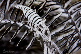Crinoid Shrimp. Anilao, Philippines.