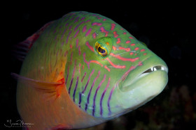 Linedcheeked Wrasse. Anilao, Philippines.