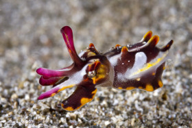 Juvenile Flamboyant Cuttlefish (Approx 3/4" long). Anilao, Philippines.
