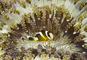 Anemone Fish. Puerto Gallera, Philippines.