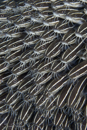 Juvenile Striped Catfish