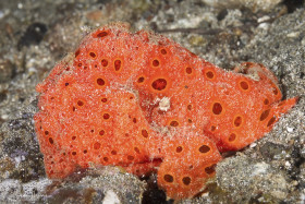 Painted Frogfish
