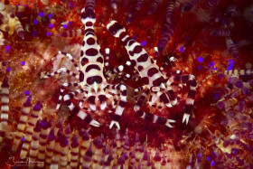 Coleman Shrimp in Fire Urchin, Ambon, Indonesia. © Susan Mears, All Rights Reserved.