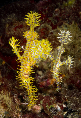 Ornate Ghost Pipefish pair, Ambon, Indonesia. © Susan Mears, All Rights Reserved.