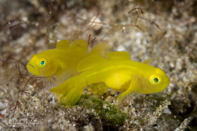 Yellow Goby pair. Anilao, Philippines.