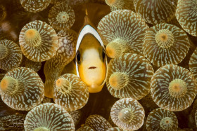 Anemonefish in Bulb-tipped Anemone