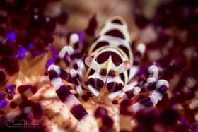 Coleman Shrimp on a Variable Fire Urchin. Anilao, Philippines.