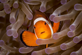 Anemonefish. Anilao, Philippines.