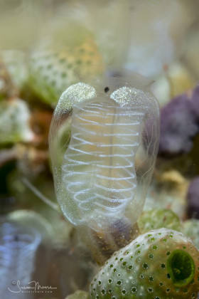 Tunicate Garden. Anilao, Philippines.