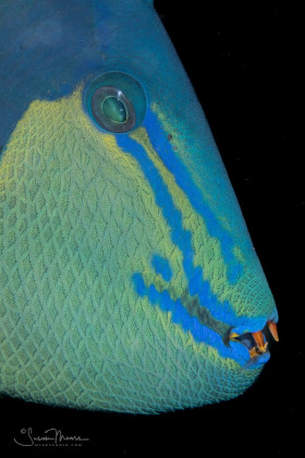 Redtooth Triggerfish Face detail. Anilao, Philippines.