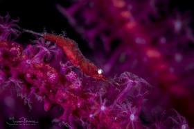 Gorgonian Shrimp with Eggs. Anilao, Philippines.