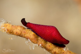 Formosa Egg Cowrie. Anilao, Philippines.
