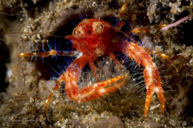 Bug-eyed Squat Lobster. Anilao, Philippines.
