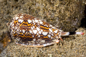 Textile Cone Shell. Anilao, Philippines.
