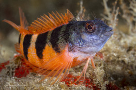 Saddled Blenny. Blue Heron Bridge, Florida.