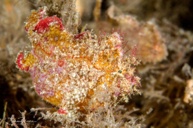Very pregnant Dwarf Frogfish, male is waiting in the background. Blue Heron Bridge, Florida.