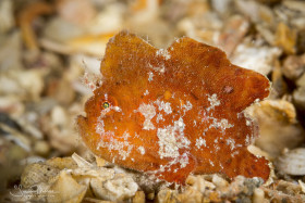 Dwarf Frogfish. Blue Heron Bridge, Florida.