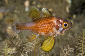 Blackfin Cardinalfish. Blue Heron Bridge, Florida.