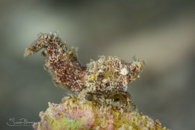 Trachycaris rugosa Shrimp. Blue Heron Bridge, Florida.
