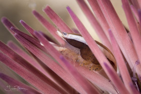 Urchin Bumblebee Shrimp with Eggs. Blue Heron Bridge, Florida.