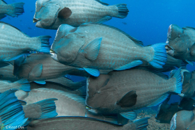 Bumphead Parrotfish – Sipadan, Malaysia