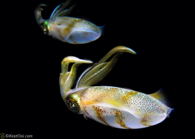 Caribbean Reef Squids – Blue Heron Bridge, FL