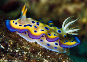 Chromodoris Kuniei – Tenggol Island, Malaysia