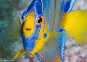 Juvenile Queen Angelfish – Hollywood, FL