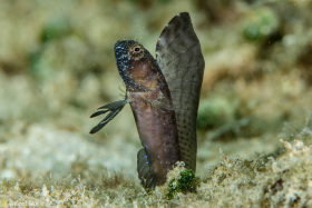 Sailfin Blenny – Hollywood, FL