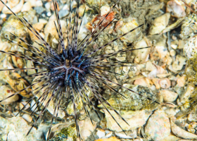 Sea Urchin – Blue Heron Bridge, FL