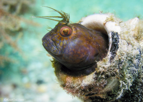 Seaweed Blenny – Blue Heron Bridge, FL