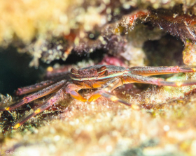 Nimble Spray Crab – Hollywood, FL