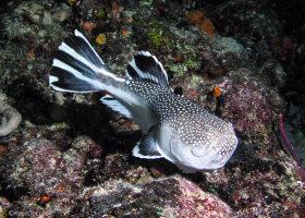 Northern Stargazer – Boynton Beach, FL
