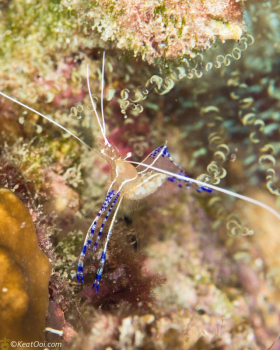 Pederson Cleaner Shrimp – Hollywood, FL