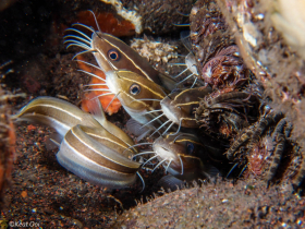 Striped Catfish – Tulamben, Bali, Indonesia