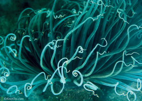 Tube Anemone – Blue Heron Bridge, FL