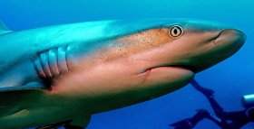 Close Contrast Shark