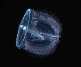Acorn Worm Larva