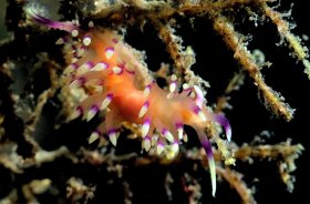 Marcusorum Nudibranch, Blue Heron Bridge