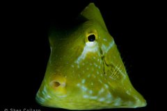 Juvenile Buffalo Trunkfish shot with snoots, Lake Worth Lagoon, Riviera Beach, FL.